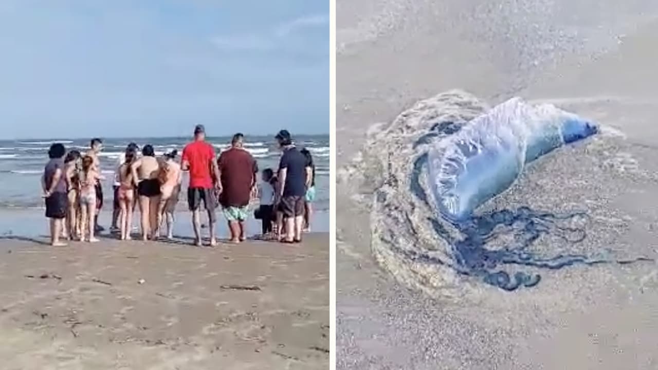 “No la toquen, es venenosa. Lo vi en Univision”: avistan medusa carabela portuguesa carnívora en playa de Texas