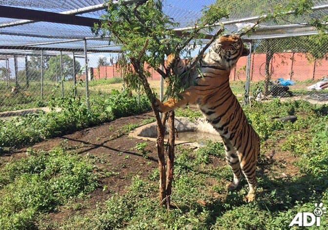 Les darán atención médica, dental y nutrición, así como tratamientos para la estimulación mental dos veces por semana.