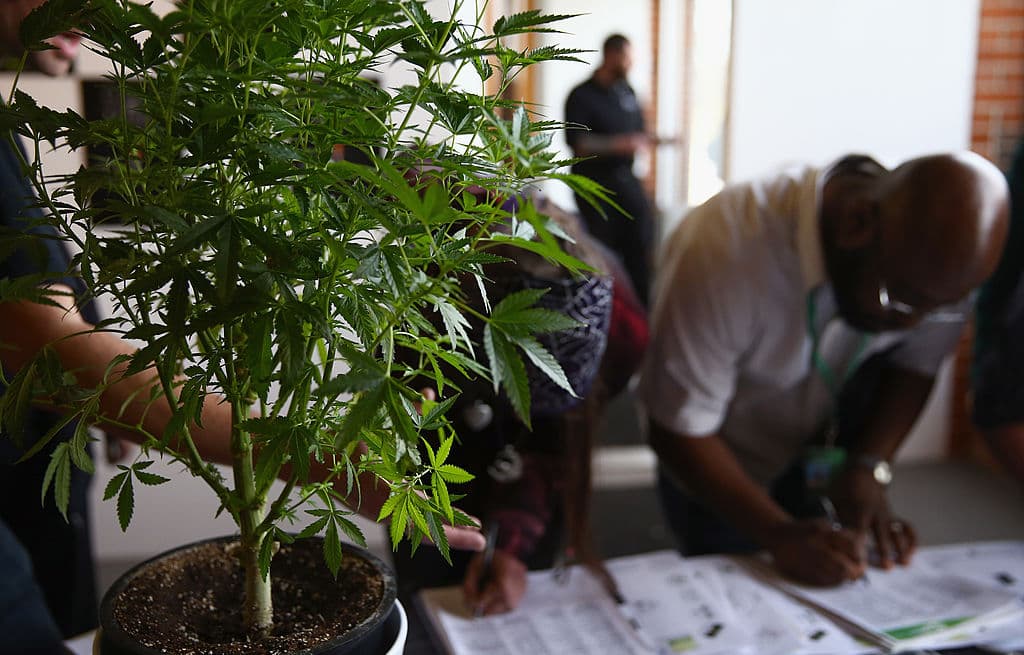 Impuesto a la marihuana pagará becas universitarias para hispanos de Colorado