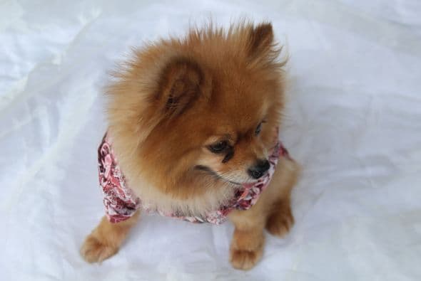 Tu mascota se sentirá muy cómoda y sofisticada, Escoge los colores que más te gusten para tu cachorrito.