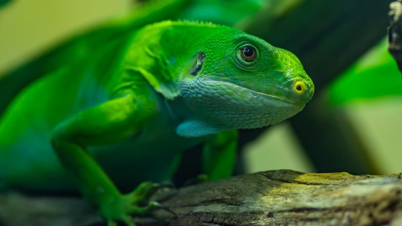 <h3 class="cms-H3-H3">También puedes apoyar la conservación </h3>
<br>Durante los Dollar Days habrá una mesa especial con artículos únicos desde $1 y camisetas temáticas por $15, cuyos fondos apoyan programas de conservación en alianza con organizaciones como
<a href="https://gorillafund.org/" target="_blank">Dian Fossey Gorilla Fund</a> y
<a href="https://texanbynature.org/" target="_blank">Texan by Nature</a>.