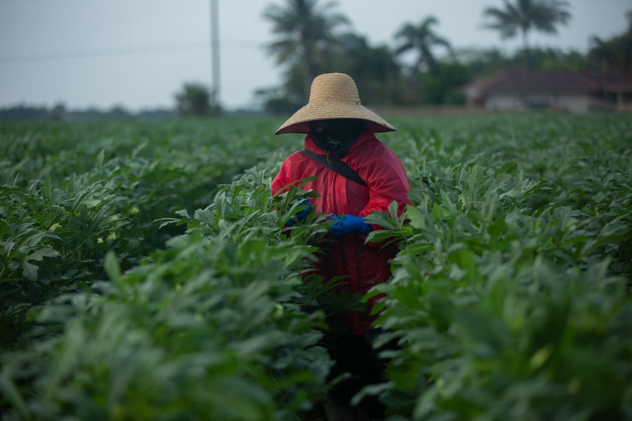 <b>Life in the Florida fields</b> - In Homestead, a city in South Florida devoted largely to agriculture, production slowed in the midst of the pandemic. But workers continue supplying food to supermarkets and homes across the United States. In the okra groves, a worker is covered from head to toe in protective gear as they harvest.