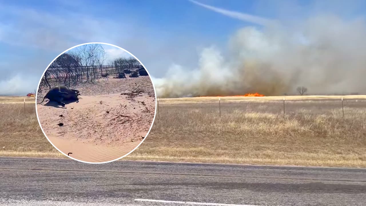 "Horrible catástrofe": Texanos lamentan que decenas de vacas quedaron carbonizadas en incendio forestal