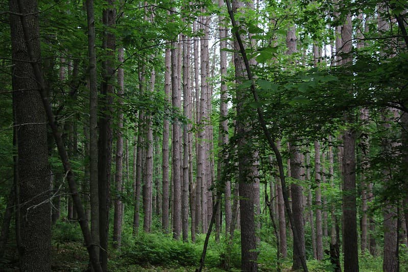 En el borde este del cañón, el parque estatal 
<a href="https://www.dcnr.pa.gov/StateParks/FindAPark/LeonardHarrisonStatePark/Pages/default.aspx" target="_blank">Leonard Harrison</a> de 585 acres cuenta con modernas instalaciones, un centro de visitantes y las vistas panorámicas más famosas del cañón. Al otro lado del cañón se encuentra el 
<a href="https://www.dcnr.pa.gov/StateParks/FindAPark/ColtonPointStatePark">Colton Point State Park</a> .