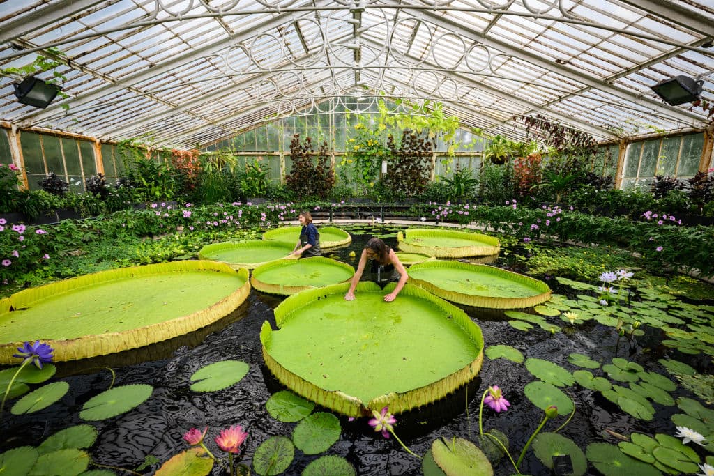 LONDON, ENGLAND - JULY 01: Botanical artist Lucy Smith (L) and Kew Gardens' scientific and botanical research horticulturalist Carlos Magdalena (R) pose for photographs with the "Victoria Boliviana", a new botanical discovery, at Kew Gardens on July 01, 2022 in London, England. Despite specimens sitting in Kew's Herbarium for 177 years, new expertise has revealed that the waterlily is a previously unrecognised species. Until now, there were only two known species of giant waterlily. Waterlily House at Kew was built to showcase the giant species of waterlily. Today the newly-named species of Victoria boliviana is on display. (Photo by Leon Neal/Getty Images)