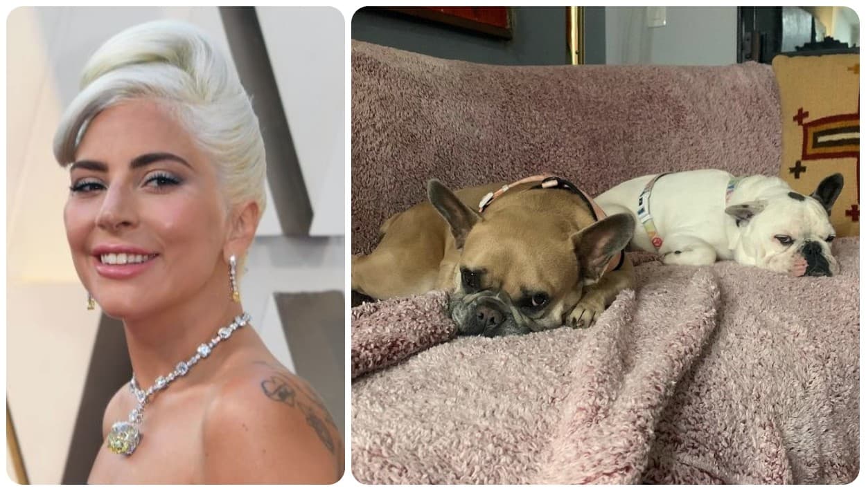 Lady Gaga recupera a sus perros Gustav y Koji: la policía aún no arresta a sospechosos del tiroteo 