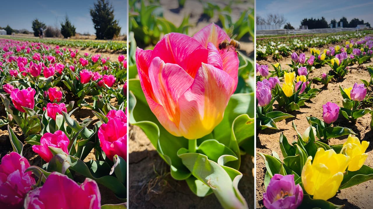 ¿Sabías que, a solo 45 minutos al norte de Dallas, se encuentra una colorida finca de tulipanes?
<br>