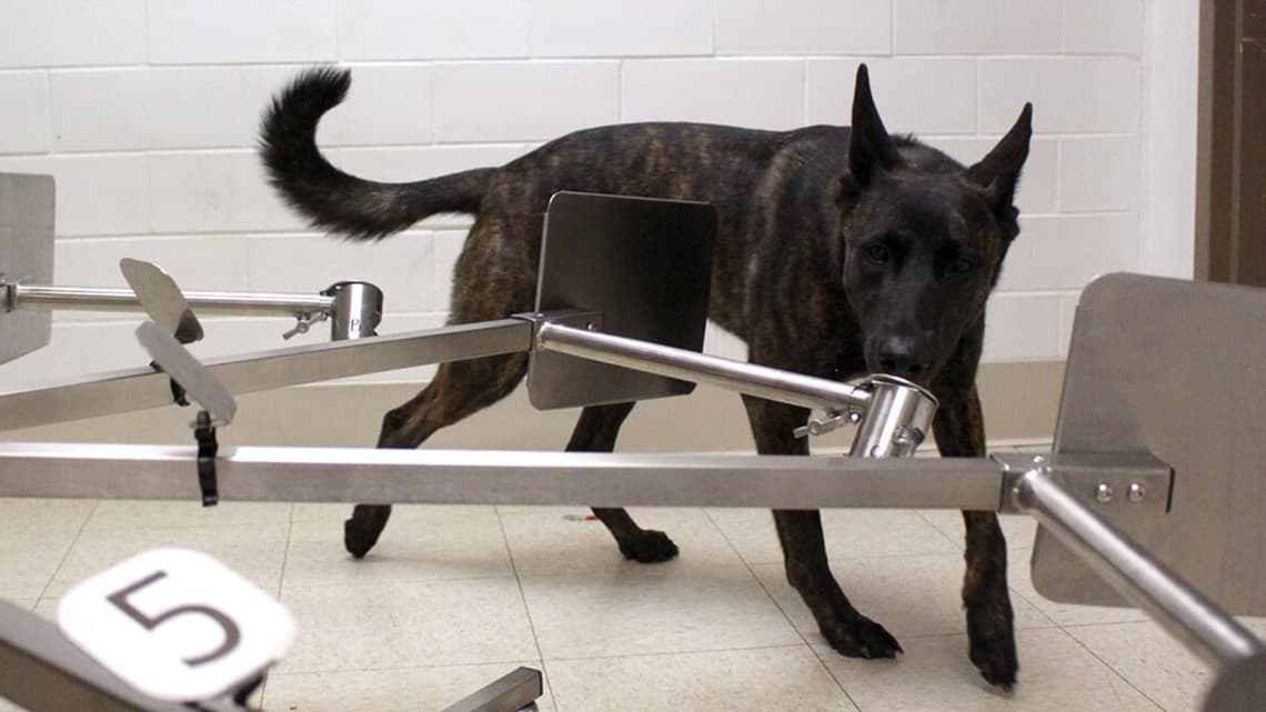 Entrenar a perros para detectar el coronavirus forma parte de un plan de la Universidad de Pensilvania