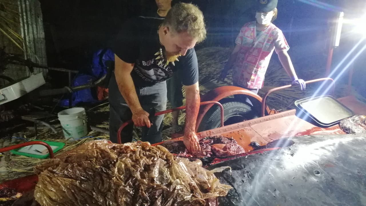 "Practicamos autopsias en 61 delfines y ballenas los últimos 10 años y es una de las masas más importantes (de plástico) que hallamos encontrado", advierten.