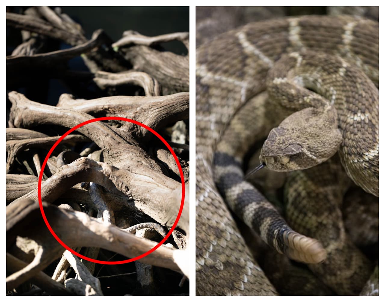 ¿Venenosa o inofensiva?: aquí te explicamos cómo distinguir una serpiente peligrosa