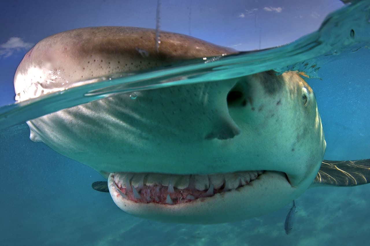 Algunos tiburones están hartos de que les teman y lo único que quieren es enseñarte su sonrisa.