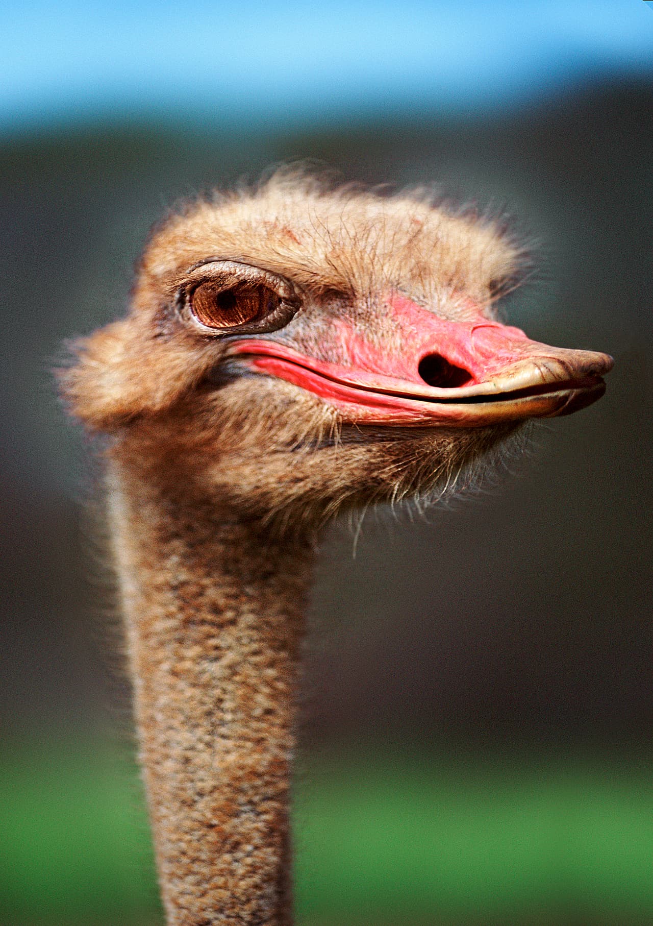 Cuando no tienen la cabeza enterrada, las avestruces quieren exhibir sus sonrisas.