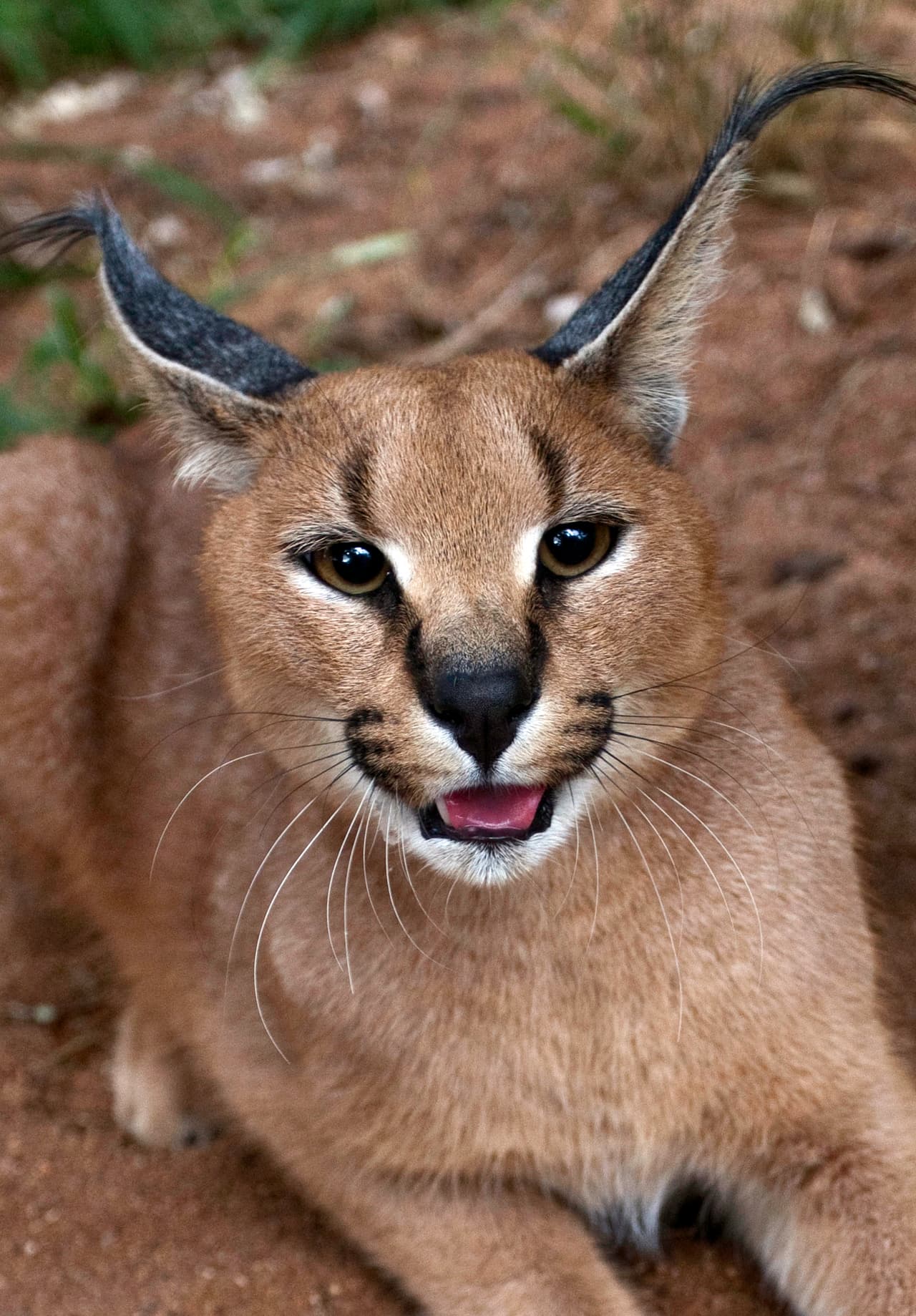 El lince incluso nos enseña la lengua de tan divertido que está.