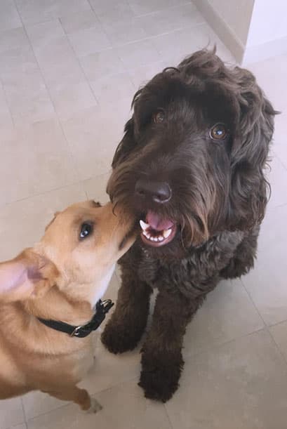 Ophelia y Coco. ¿A poco no estos peludos son adorables?