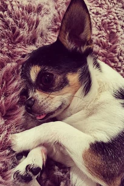 "Y esa lengüita de fuera", la famosa expone en sus redes sociales todas las cosas graciosas que hace este perrito.