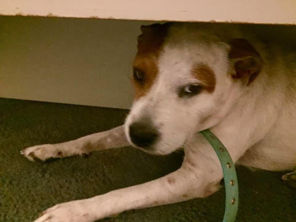 Rosy Trejo compartió fotos de su amada hija perruna, Snowy.