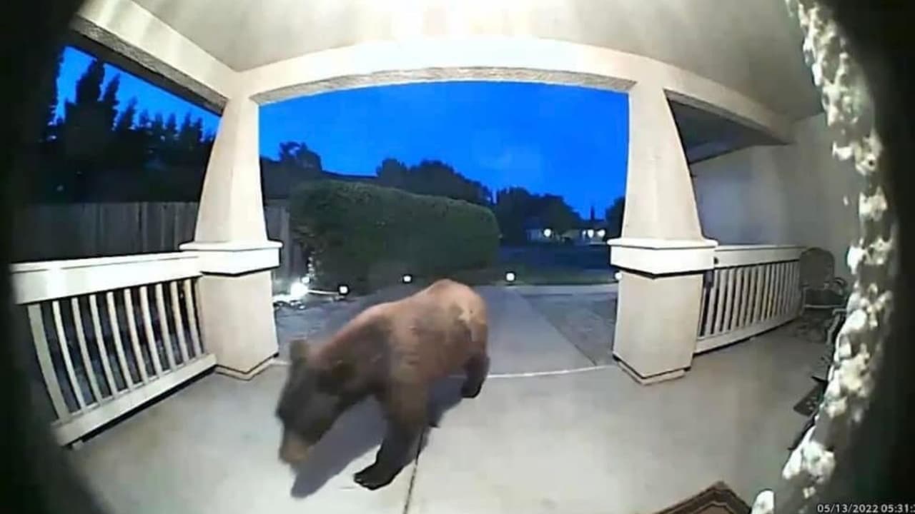 Oso negro deambula en esta zona del Área de la Bahía y te decimos qué hacer si lo ves