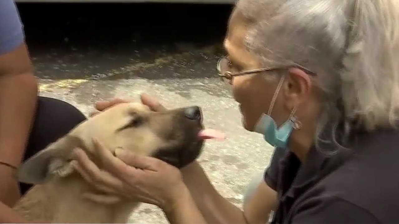 Héroe de cuatro patas: Perro sin entrenamiento ayuda en labores de rescate