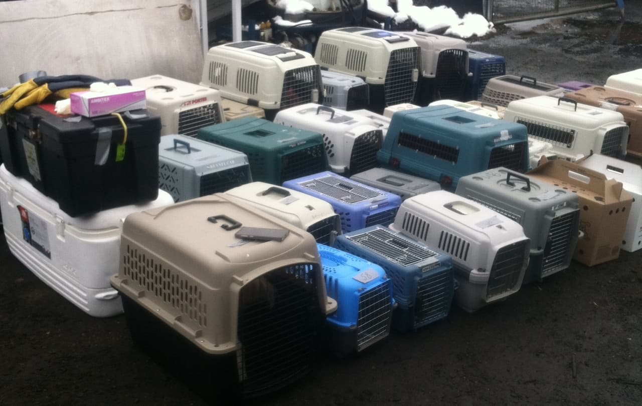 Descubren enorme red de peleas de gallos durante operativo anti-droga en Nueva Jersey