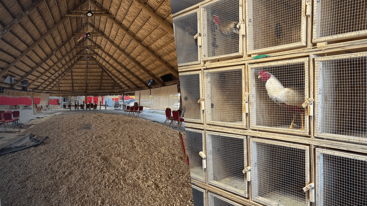 Llamadas anónimas llevan a descubrir una red ilegal de peleas de gallos en West Miami, donde realizan 42 arrestos