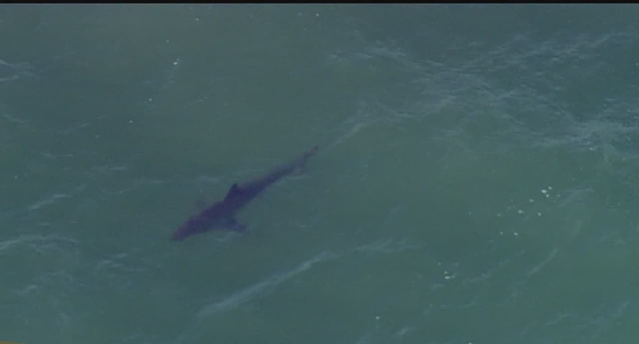 Playas en la Ciudad de Nueva York son cerradas tras detectar tiburones cerca de la costa