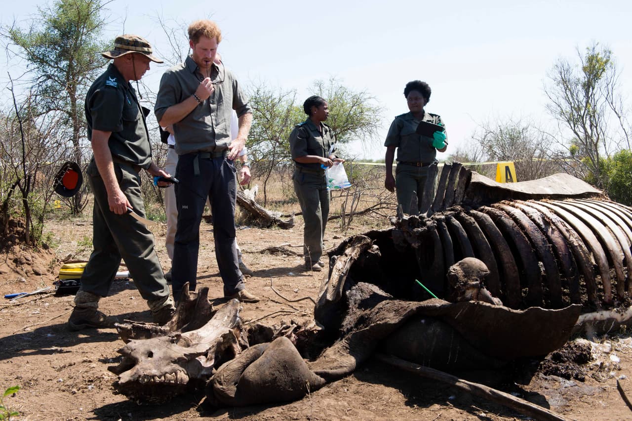 Durante su visita, Harry ha conocido el lugar en el que esta ONG preserva la vida de los rinocerontes, que se hallan en peligro de extinción.