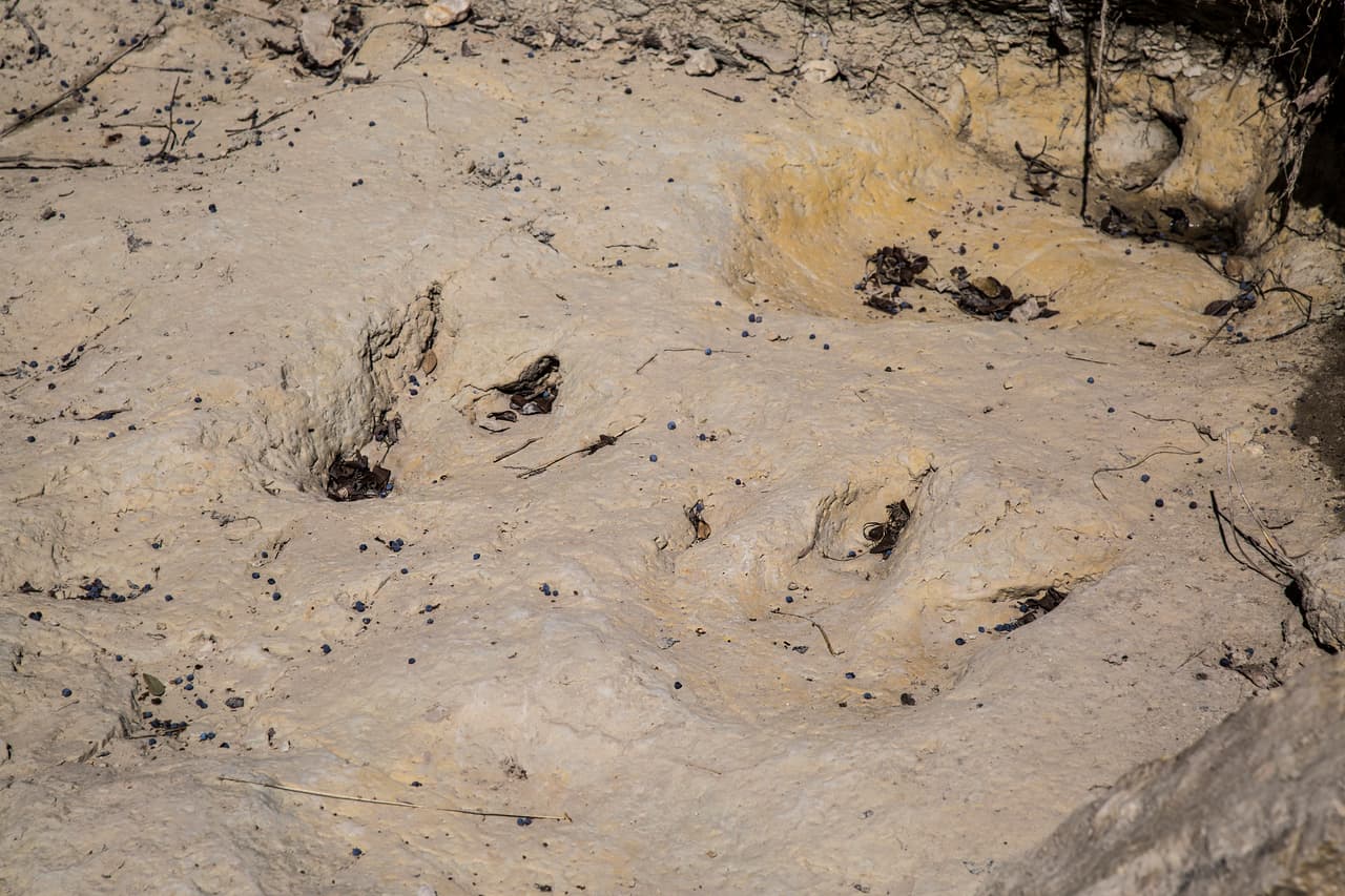 Las huellas más pequeñas corresponden a un terópodo, un dinosaurio carnívoro, y la huella más grande es de un saurópodo, un herviboro de gran tamaño que se desplazaba en su cuatro patas y tenía un cuello alargado.