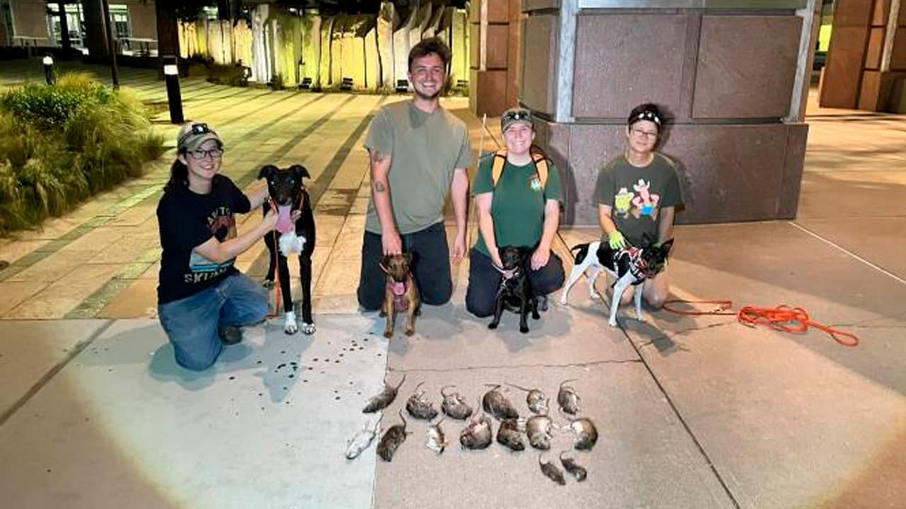 Perros cazadores combaten la plaga de ratas en Sacramento de forma ecológica