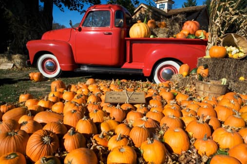 <b>Owl Creek Farm</b> | 12355 Military Dr W, San Antonio, TX 78253, EE. UU. 
<br>
<br>Tiene paseos en pony, paseo en heno, se puede acariciar animales del zoológico, hay juegos familiares, calabazas y muchas fotografías. 
<br>
<br>
<b>Abierto los fines de semana. Por favor, consulte sus horarios en su página web o en sus redes sociales. </b>