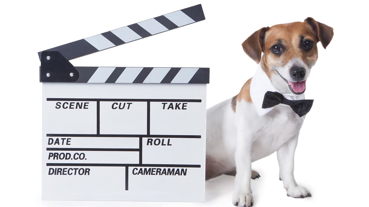 Mi Mascota Tiene Talento