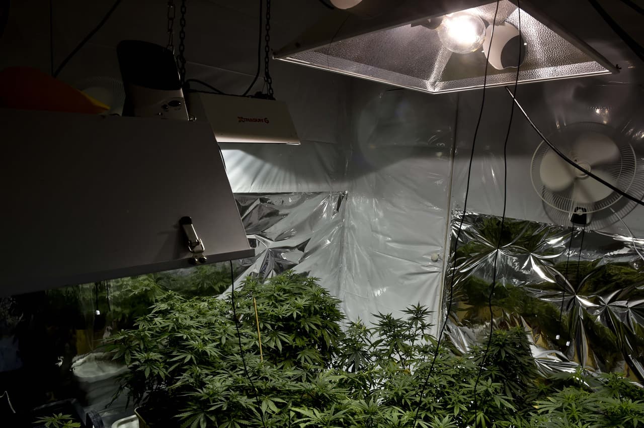 LAPD confisca una producción de marihuana valorada en $4.8 millones