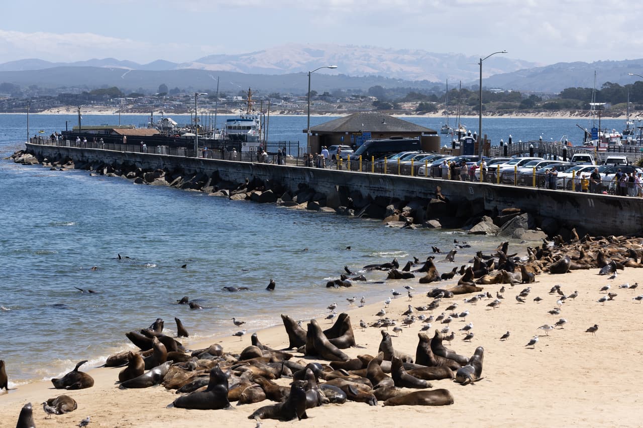 Diferentes imágenes muestran la presencia de los mamíferos en el área.