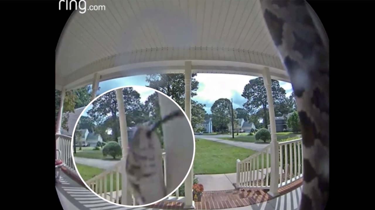 Aplicación de Ring le dijo que “alguien estaba en su puerta” y se trataba de una serpiente 