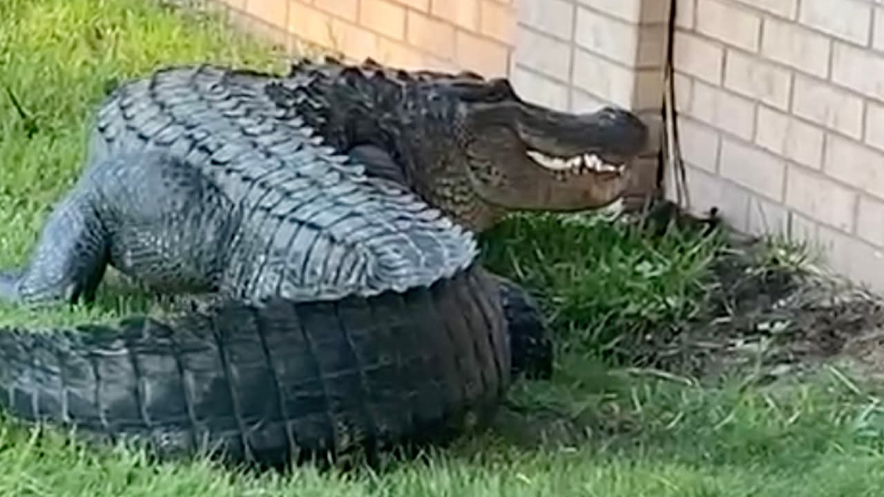 Un grupo de oficiales del condado de Fort Bend llegaron al lugar.