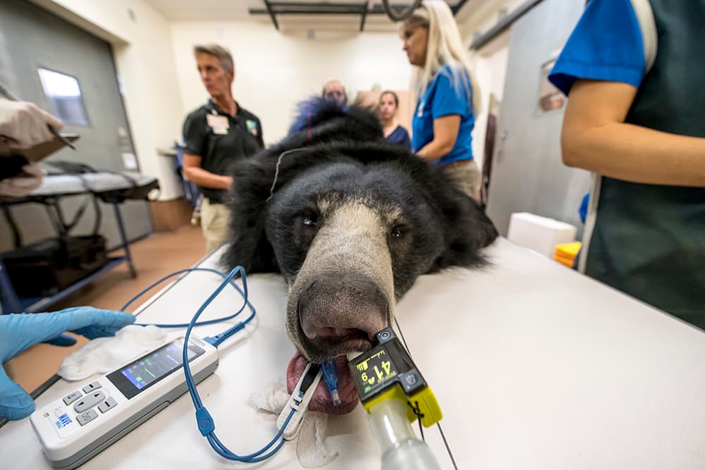 El Departamento de Sanidad Animal decidió hacer una endoscopia, para conocer si existían anomalías en el tracto gastrointestinal del animal que pudieran necesitar atención. El examen salió bien y no reveló ningún problema en el oso bezudo, según dijo el vocero del zoológico.