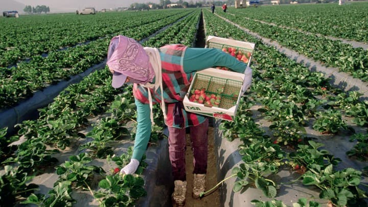  Nueva York por fin dará pago de horas extras y un día de descanso a trabajadores agrícolas