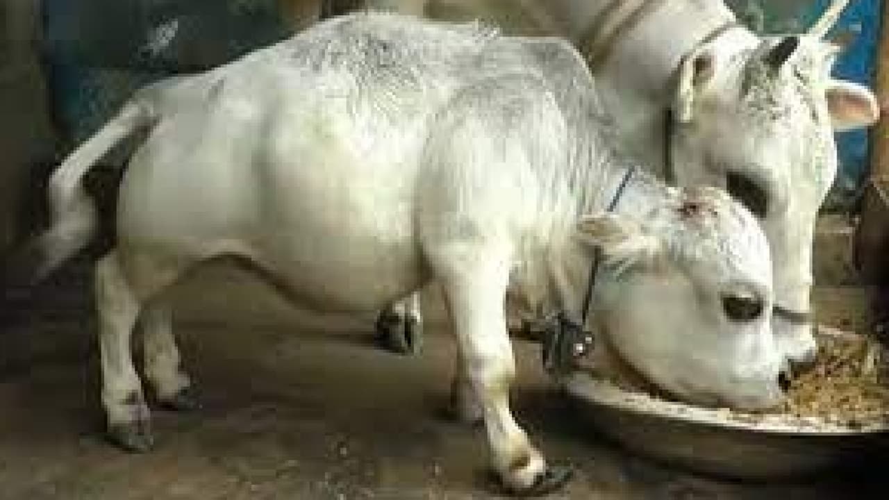 Tiene el tamaño de un perro pero es una vaca: Rani podría entrar al libro de récords Guinness