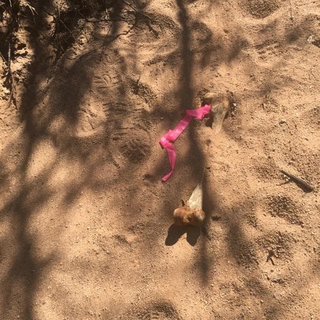 Algunos de los restos óseos estaban cubiertos por tierra