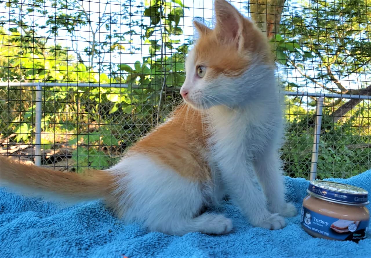 Durante este año, la organización realizó mejoras en sus instalaciones, estableció alianzas adicionales con organizaciones de Estados Unidos, participó en la cuarta y quinta ronda del “Spayathon 4 PR” y logró la adopción de decenas de animales que ahora son felices y que disfrutan de un hogar.