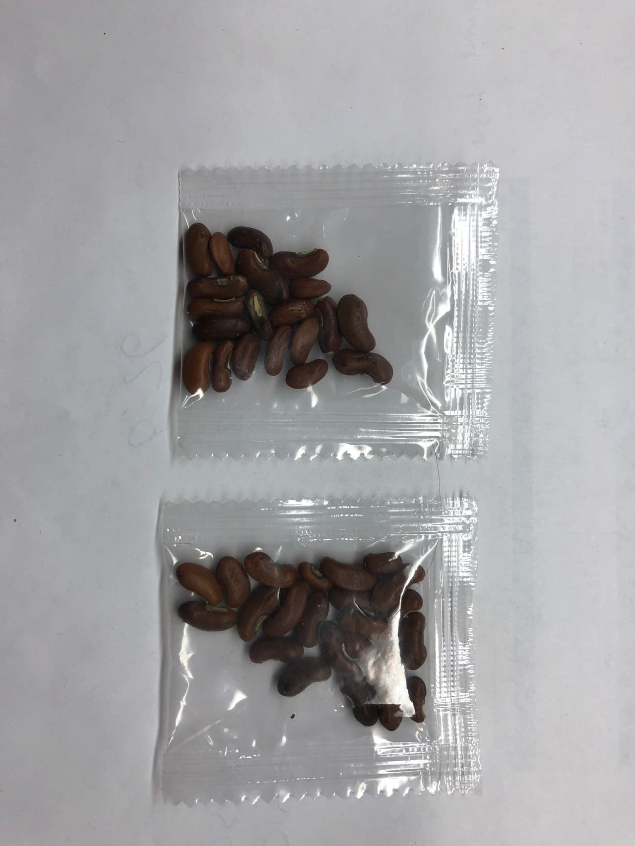 Noticias Univision 14 pudo además confirmar que las misteriosas semillas también han llegado por correo a hogares de Gilroy, en el sur de la región.