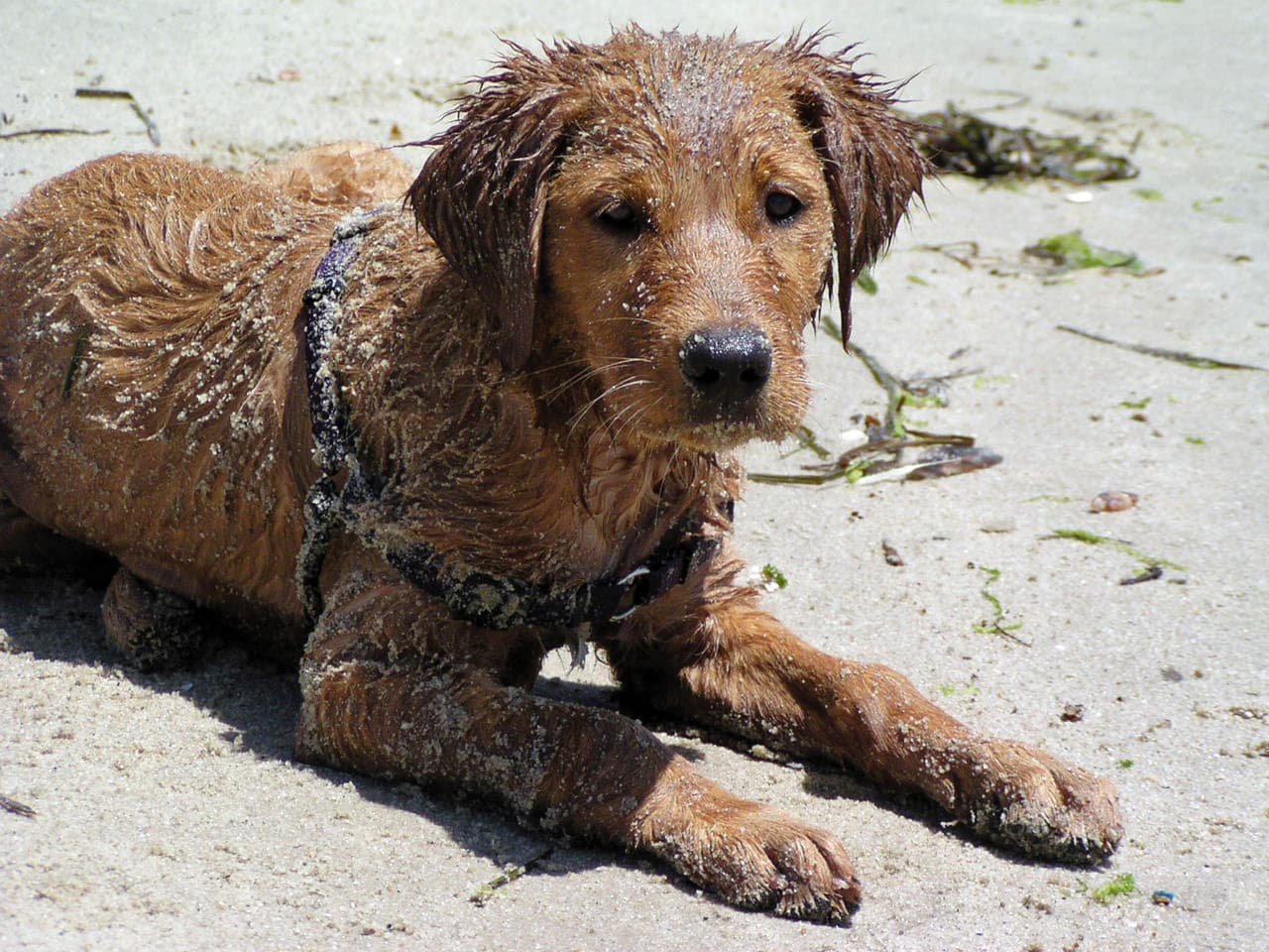 Su nombre es Richochet y es un animal de terapia.