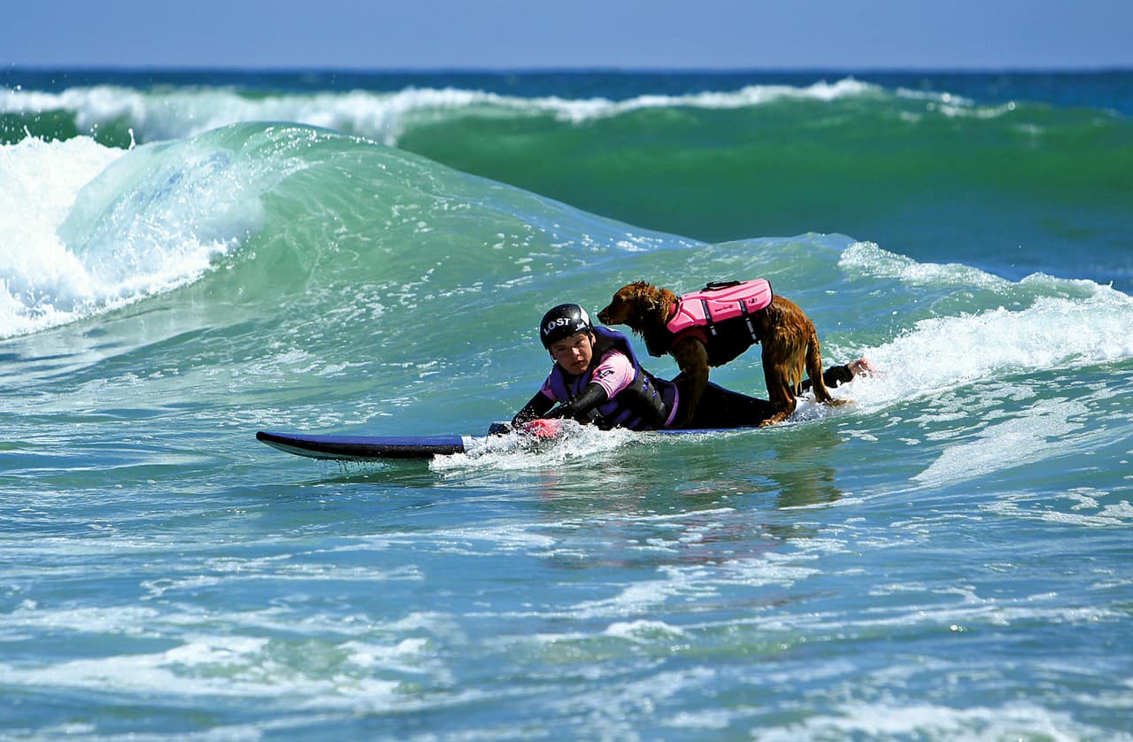 La Golden retriever usa sus habilidades como surfista para ayudar a otros.