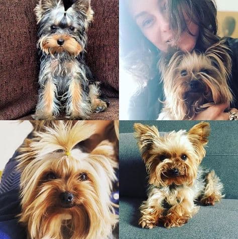 "Muy tristes. Ayer se murió Cocó y como duele el corazón... Cocó, nos vas a hacer mucha falta... Gracias por años de amor, por ser la mejor perra del universo entero.", escribió la actriz de origen polaco.