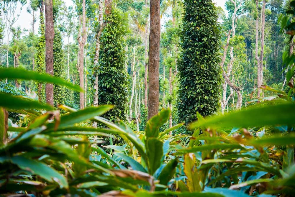 El cardamomo es una planta cuyos tallos pueden llegar a medir de dos a cuatro metros y de las cuales salen hojas largas, de unos 50 centímetros en promedio. Sus flores, una vez fecundadas, dan lugar a unas vainas de color verde con poco de amarillo en cuyo interior se encuentran las semillas.