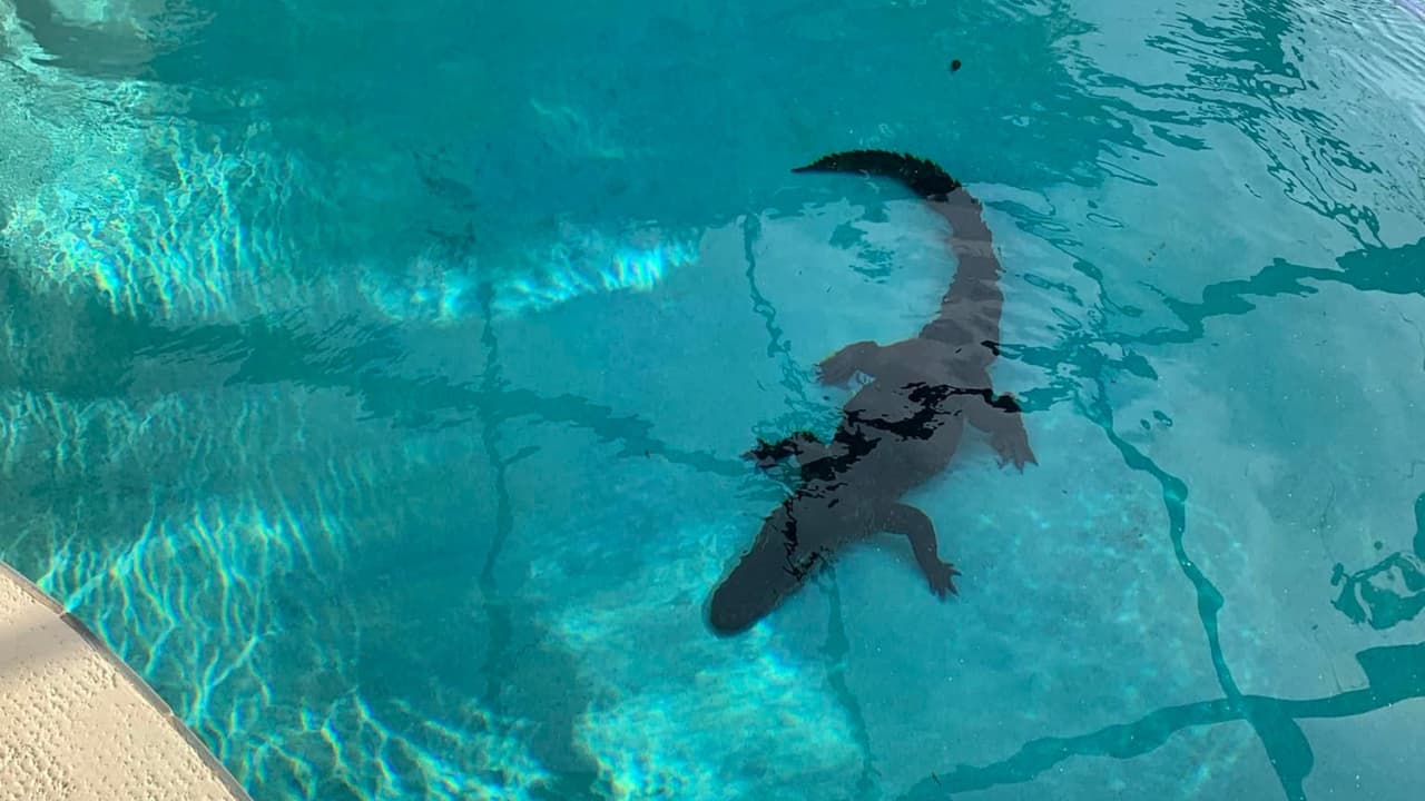 Caimán de más de 6 pies de largo hace suya la piscina de una casa en venta en Florida