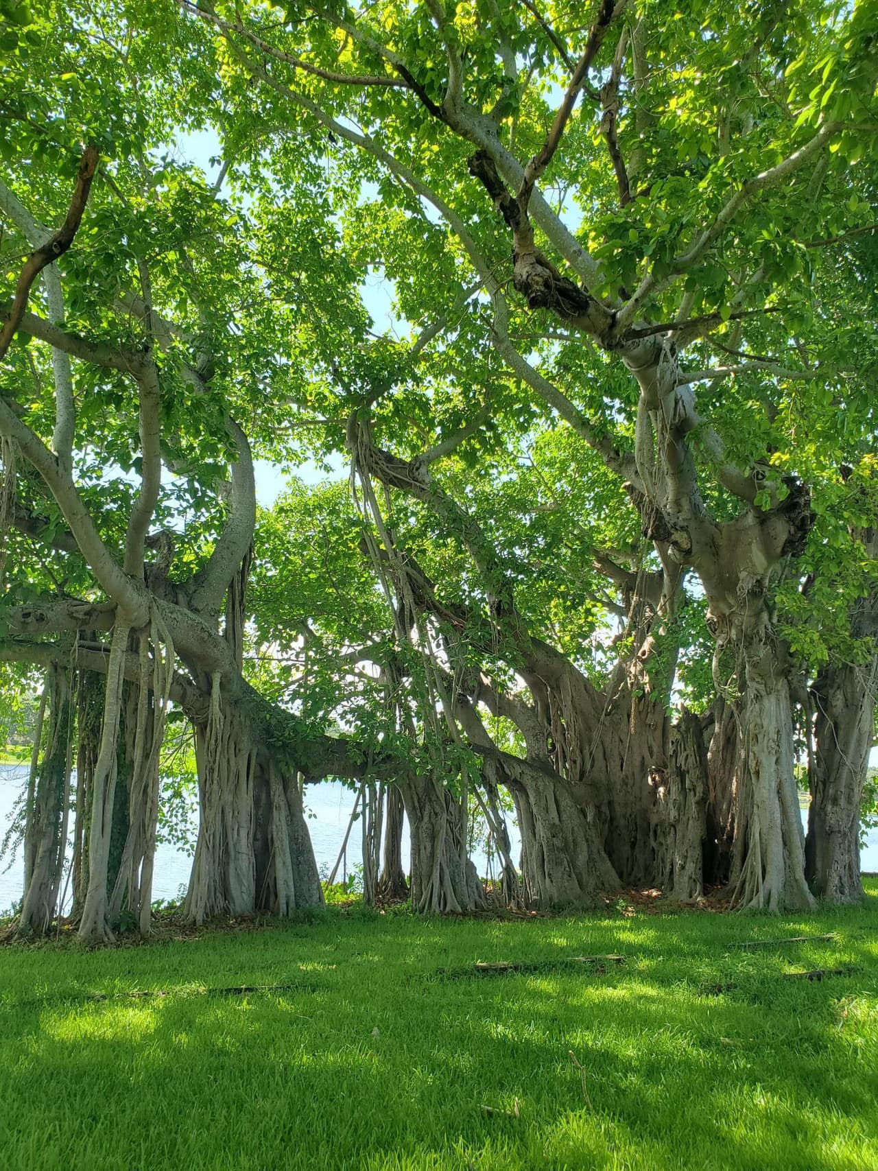 Una de las atracciones del Crescent Lake Park son los 
<a href="https://plants.ifas.ufl.edu/plant-directory/ficus-benghalensis/" target="_blank">árboles de Banyan</a>, una especie originaria de India y Pakistán.