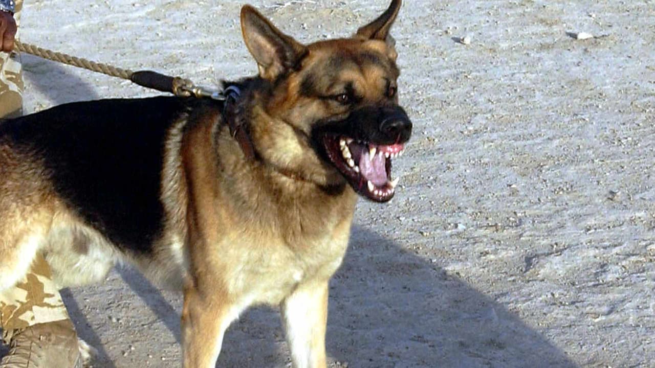 Increíble ataque de perros queda grabado en video