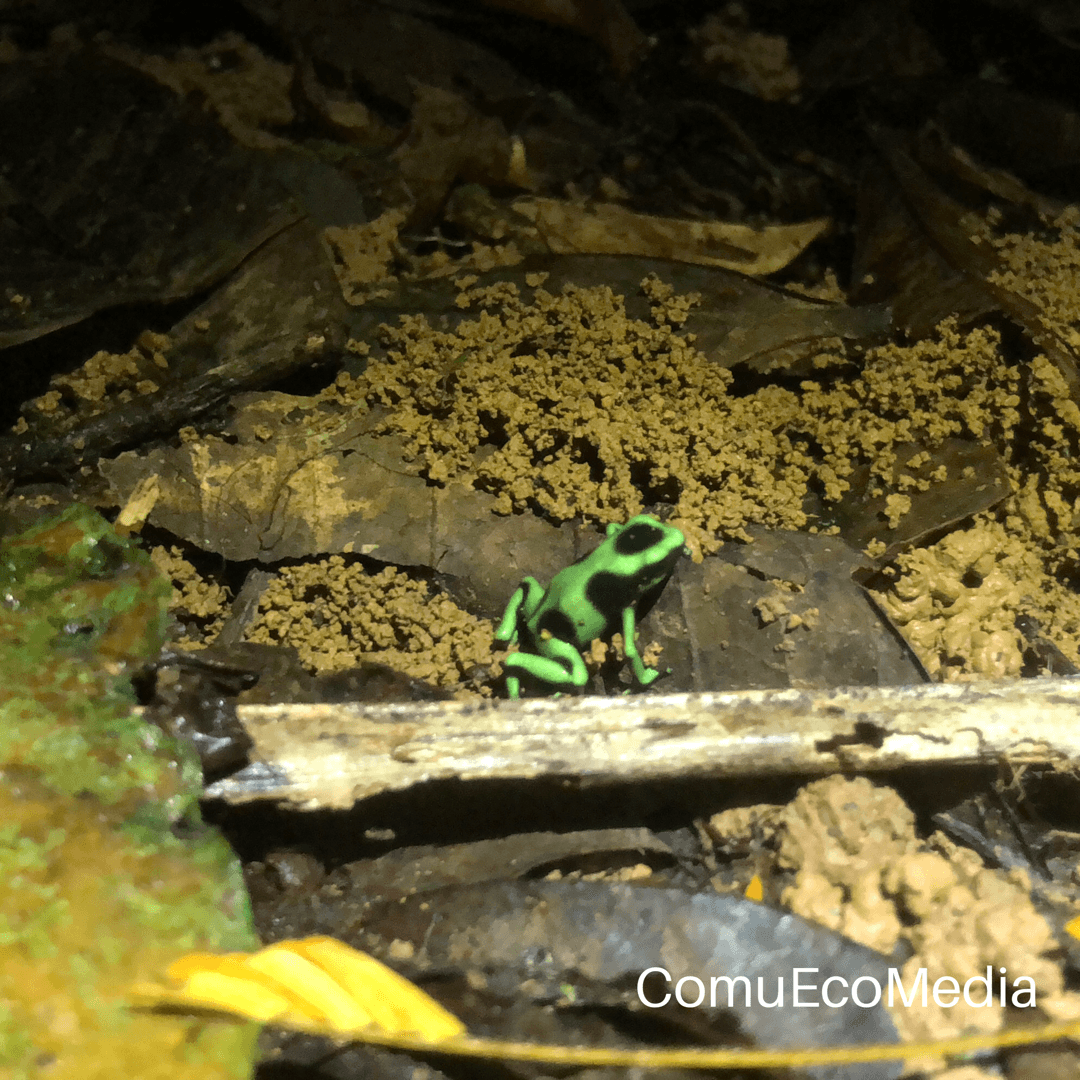 Las 
<a href="http://www.conservaciondeanfibios.org/anfibios.html" target="_blank">ranas</a> son muy adaptables y, por lo tanto, se pueden encontrar en desiertos, selvas tropicales, grandes altitudes, áreas costeras y casi en todas partes, excepto en la Antártida.