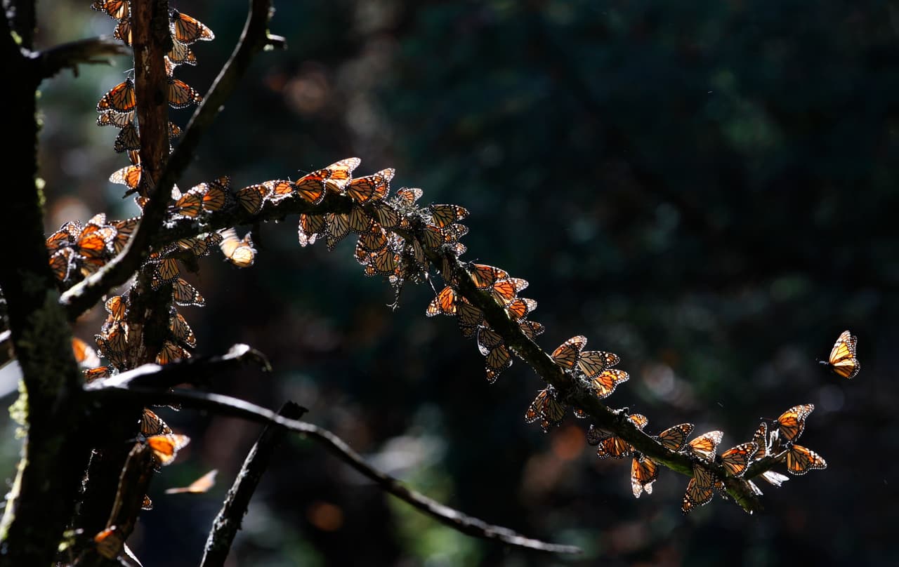 Los hermosos insectos han comenzado su migración anual de otoño, y los primeros informes de los observadores sugieren que más de ellos están haciendo la travesía que en años anteriores.