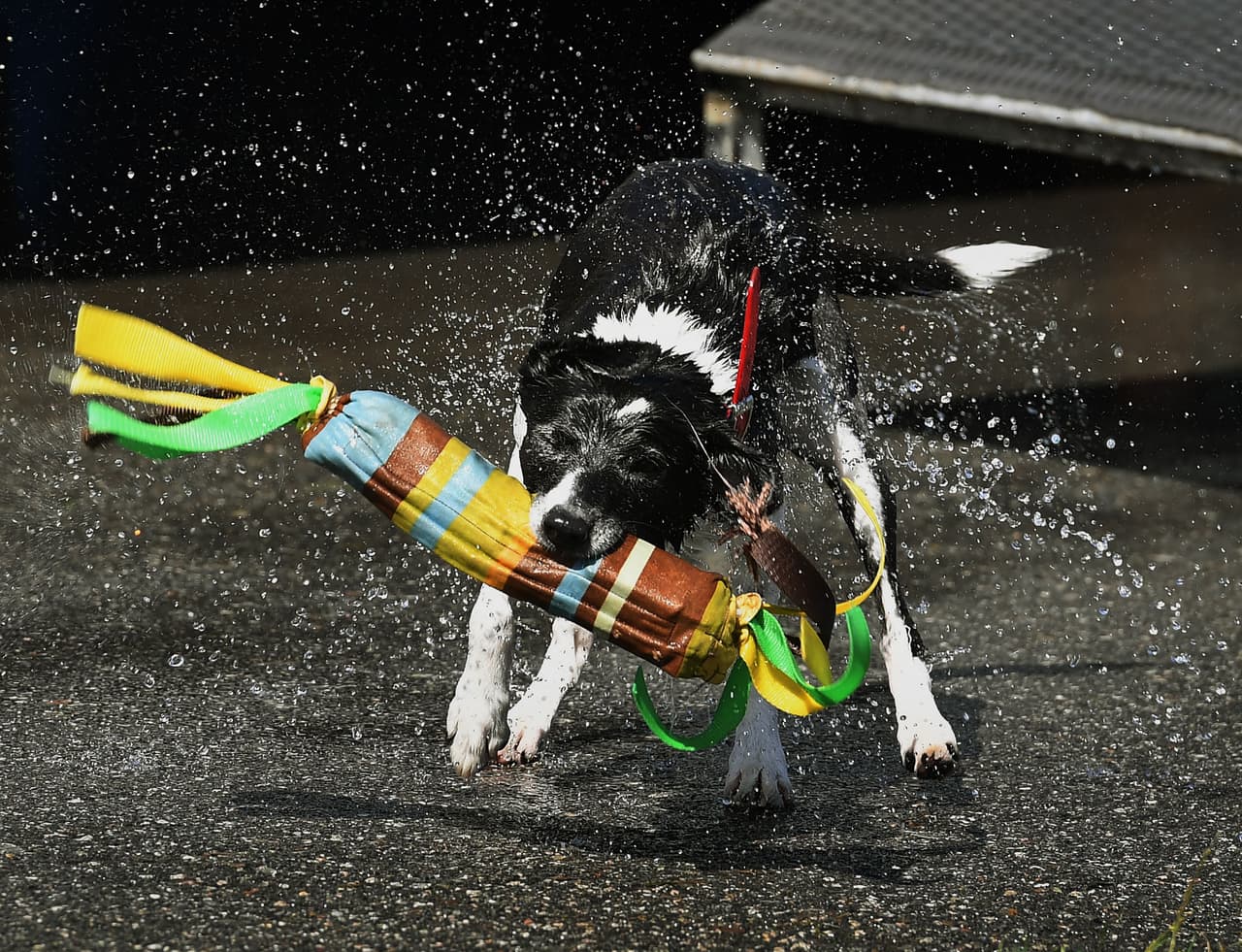 También se recomienda dejarlos con sus juguetes favoritos, para que se mantengan distraídos. 
<br>